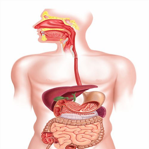 جراحی دستگاه گوارش - دکتر دانش پژوه